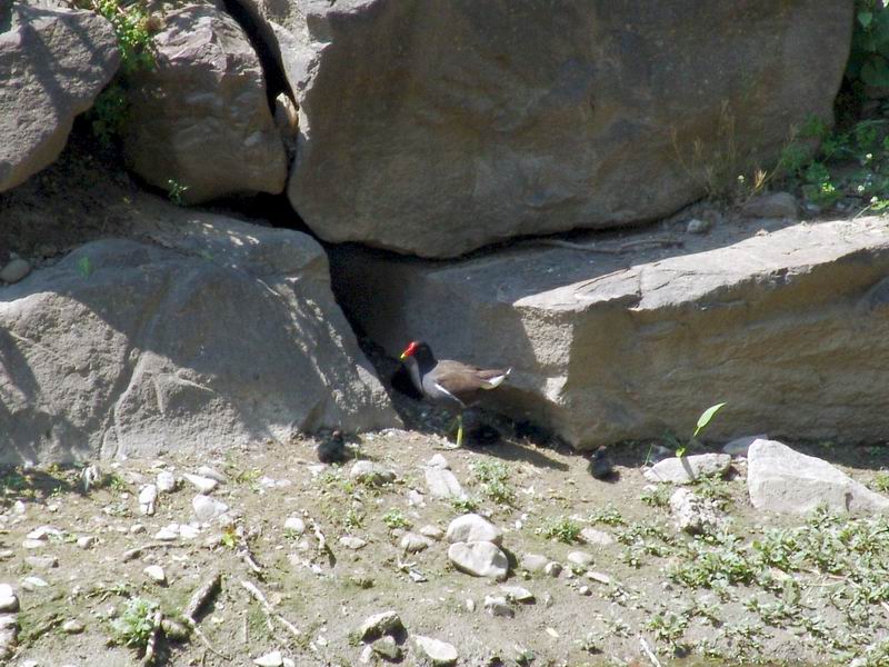 Gallinella - Gallinula chloropus
